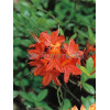 Azalia wielkokwiatowa 'Tunis' Rhododendron