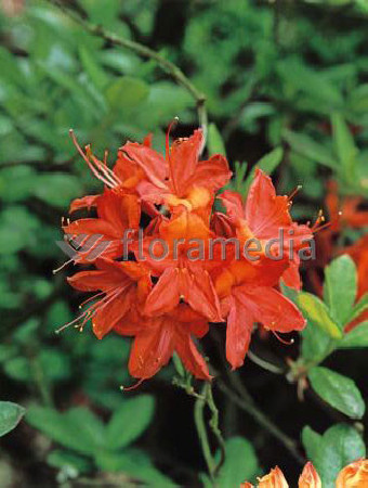 Azalia wielkokwiatowa 'Tunis' Rhododendron