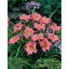 Liliowiec 'Jockey Club' | Hemerocallis