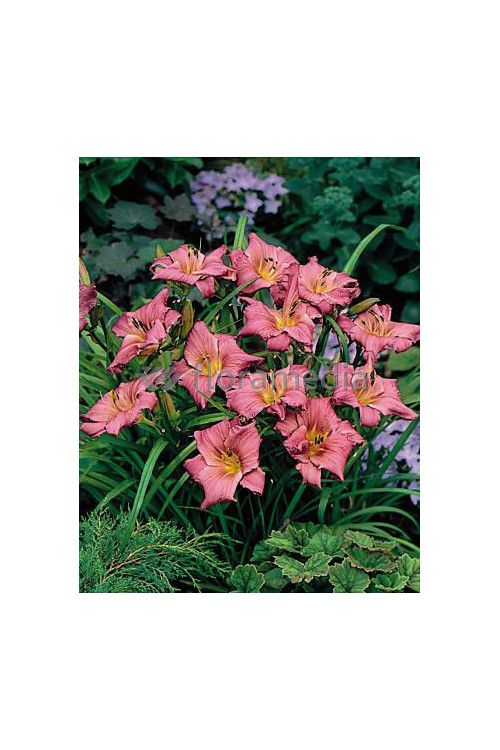 Liliowiec 'Jockey Club' | Hemerocallis