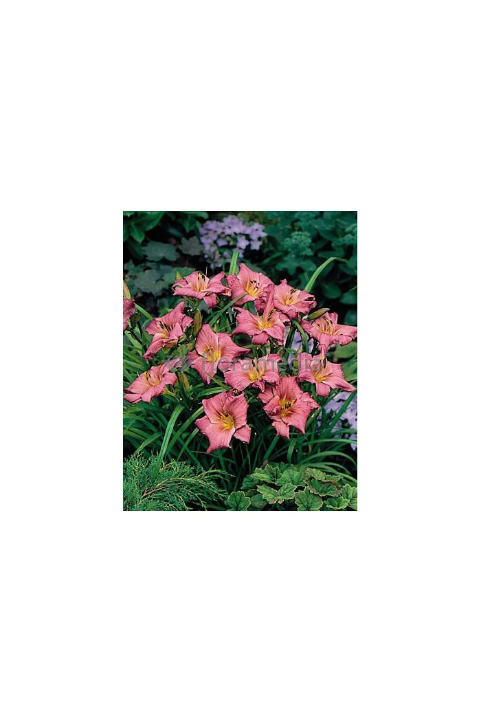 Liliowiec 'Jockey Club' | Hemerocallis