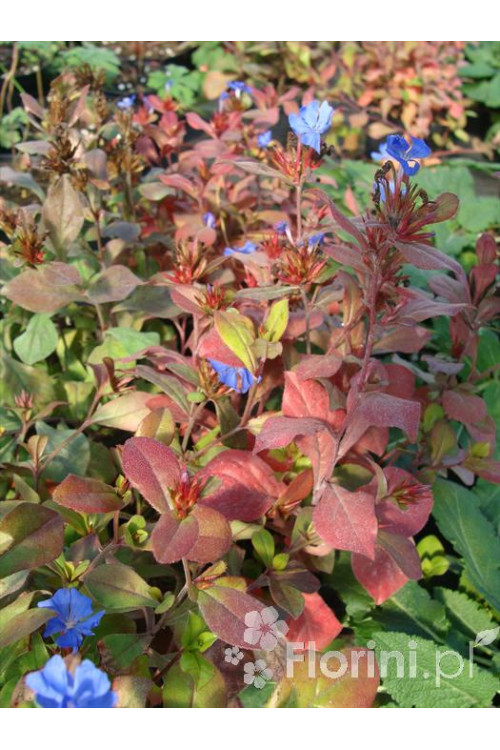 Zawciągowiec | Ceratostigma plumbaginoides