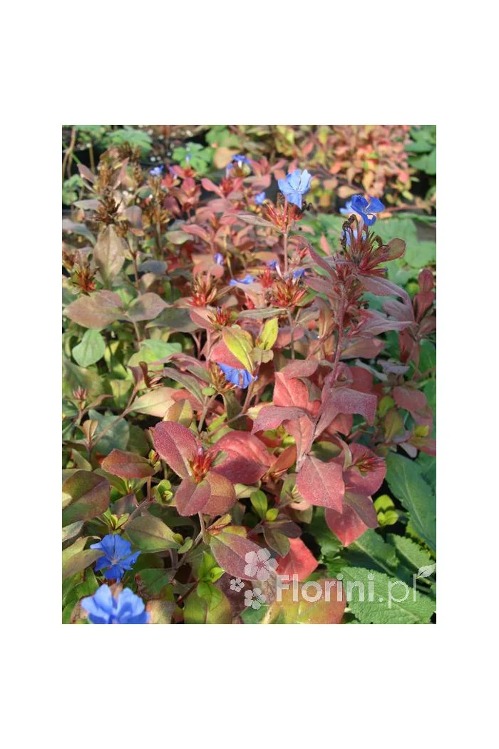 Zawciągowiec | Ceratostigma plumbaginoides