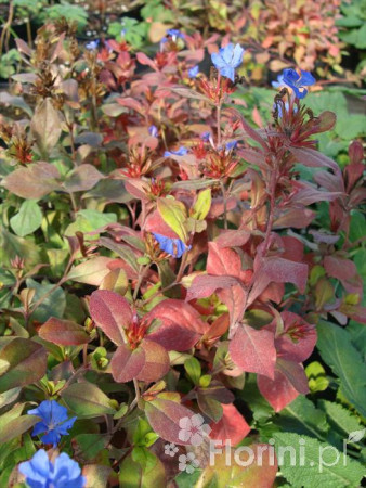 Zawciągowiec | Ceratostigma plumbaginoides