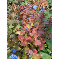 Zawciągowiec | Ceratostigma plumbaginoides