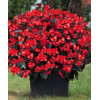 Begonia (Dragon) 'Big Red Bronze Leaf'' div class'lat' Begonia /div