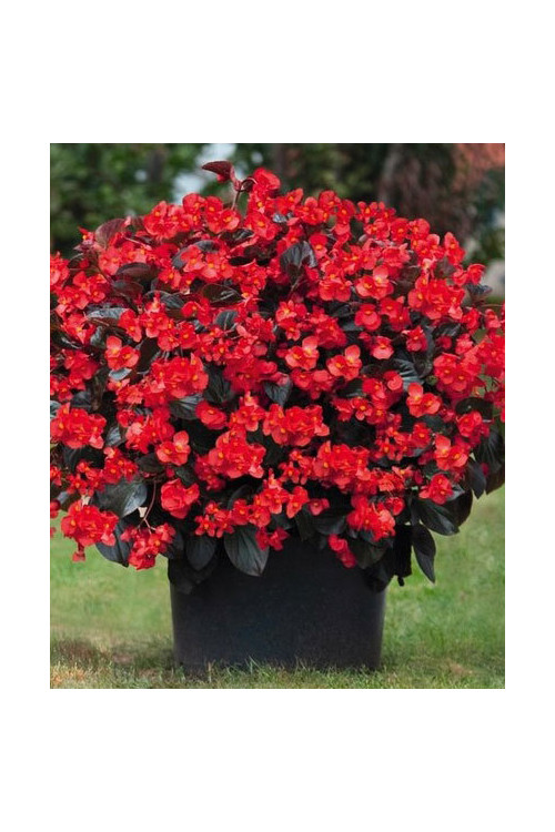 Begonia (Dragon) 'Big Red Bronze Leaf'' div class'lat' Begonia /div