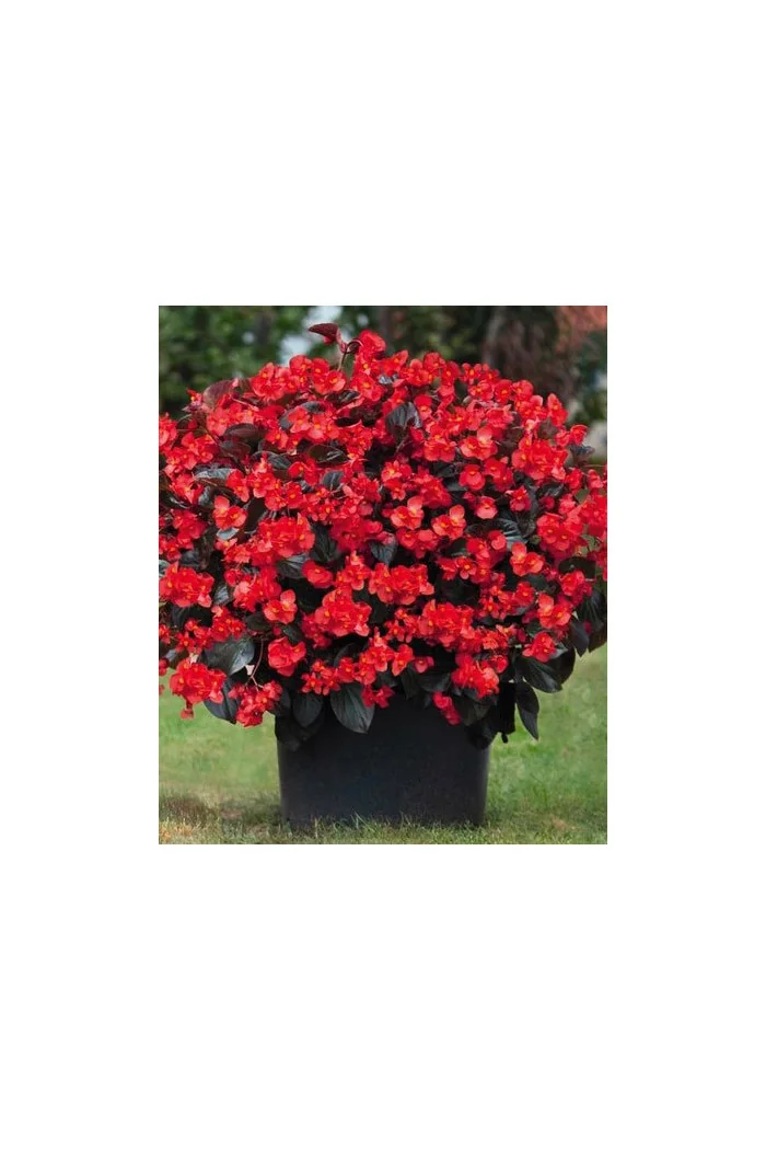 Begonia (Dragon) 'Big Red Bronze Leaf'' div class'lat' Begonia /div