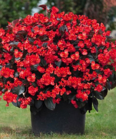 Begonia (Dragon) 'Big Red Bronze Leaf'' div class'lat' Begonia /div