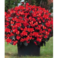 Begonia (Dragon) 'Big Red Bronze Leaf'' div class'lat' Begonia /div