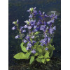 Lobelia wielka 'Blaue Auslese' Lobelia siphilitica