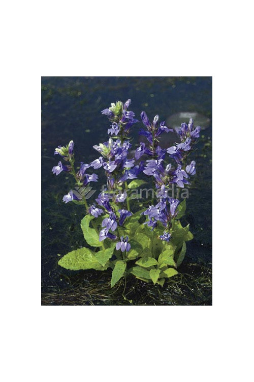 Lobelia wielka 'Blaue Auslese' Lobelia siphilitica