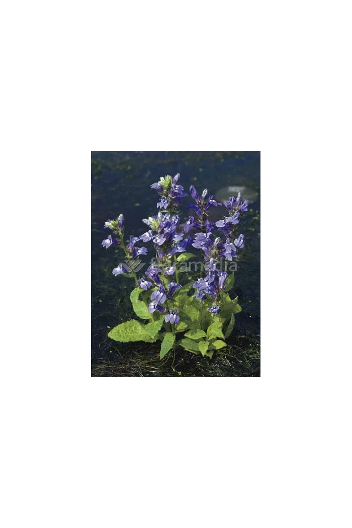 Lobelia wielka 'Blaue Auslese' Lobelia siphilitica