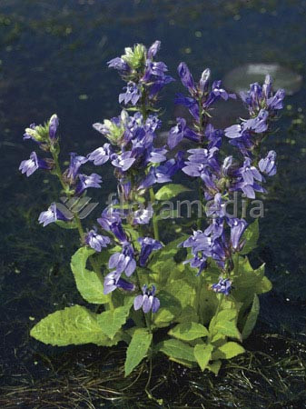 Lobelia wielka 'Blaue Auslese' Lobelia siphilitica
