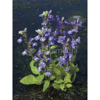 Lobelia wielka 'Blaue Auslese' Lobelia siphilitica