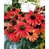 Jeżówka 'Fountain Red' Echinacea