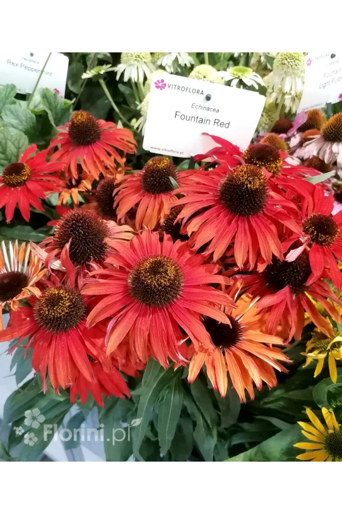 Jeżówka 'Fountain Red' Echinacea