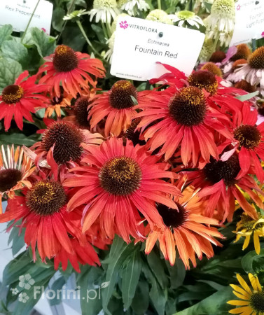 Jeżówka 'Fountain Red' Echinacea
