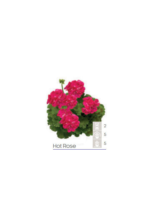 Pelargonia Calioppe 'Hot Rose'