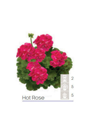 Pelargonia Calioppe 'Hot Rose'