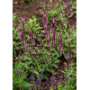 Szałwia omszona 'Caradonna Pink' | Salvia nemorosa