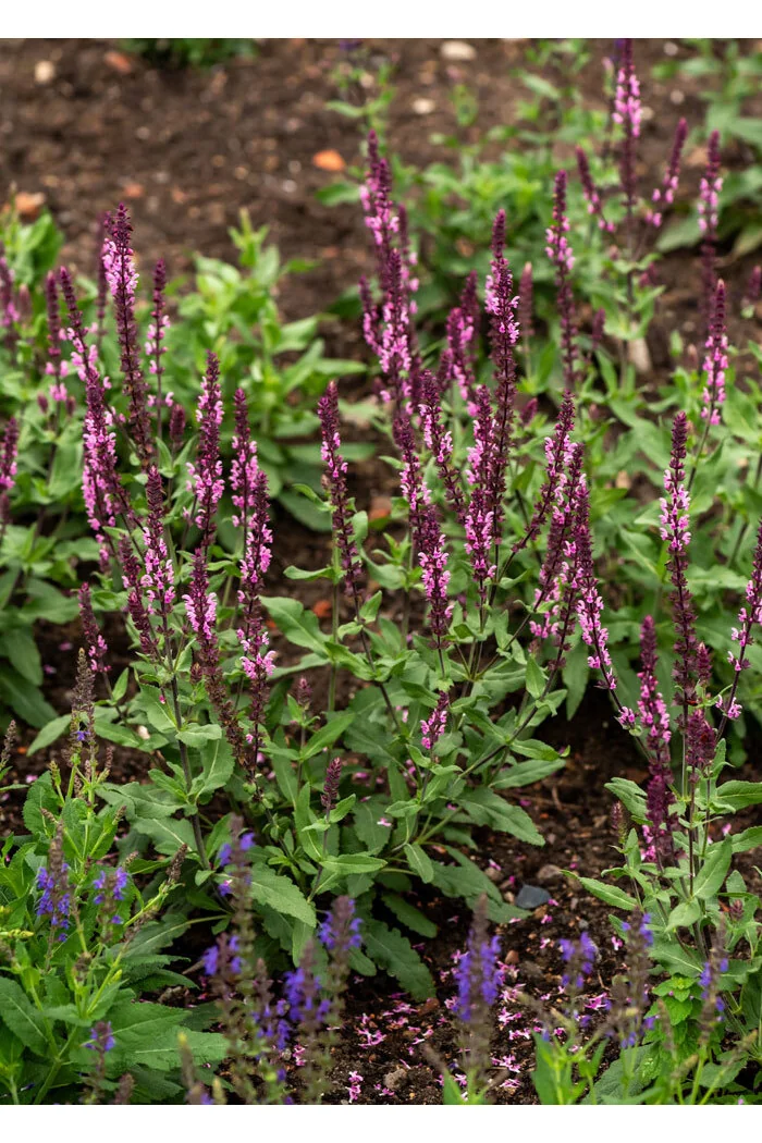 Szałwia omszona 'Caradonna Pink' | Salvia nemorosa