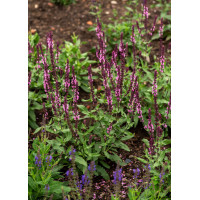 Szałwia omszona 'Caradonna Pink' | Salvia nemorosa
