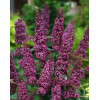 Budleja dawida 'African Queen' Buddleja davidii