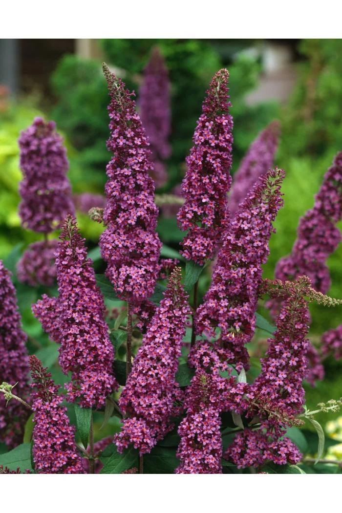 Budleja dawida 'African Queen' Buddleja davidii