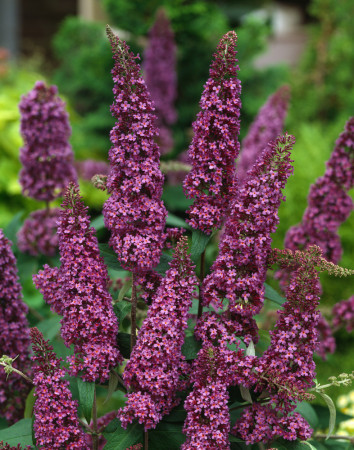 Budleja dawida 'African Queen' Buddleja davidii