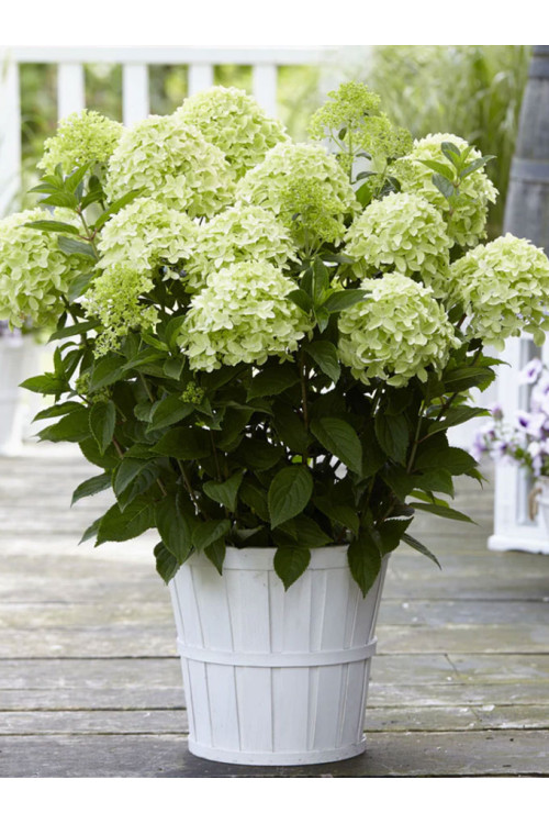 hortensja, hortensja bukietowa, hortensja white light