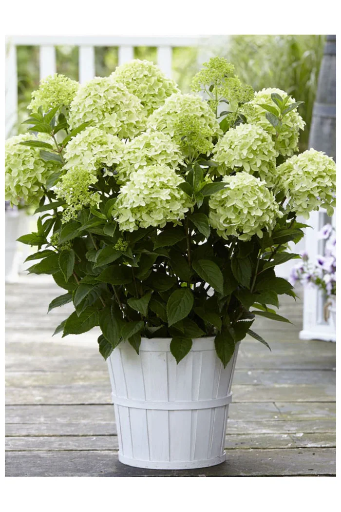 hortensja, hortensja bukietowa, hortensja white light