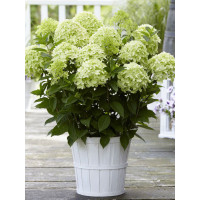 hortensja, hortensja bukietowa, hortensja white light