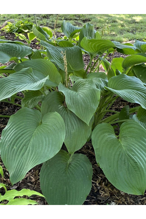 Funkia 'T-Rex'| Hosta