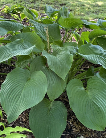 Funkia 'T-Rex'| Hosta