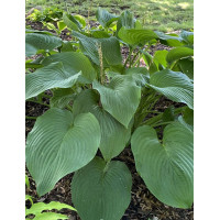 Funkia 'T-Rex'| Hosta