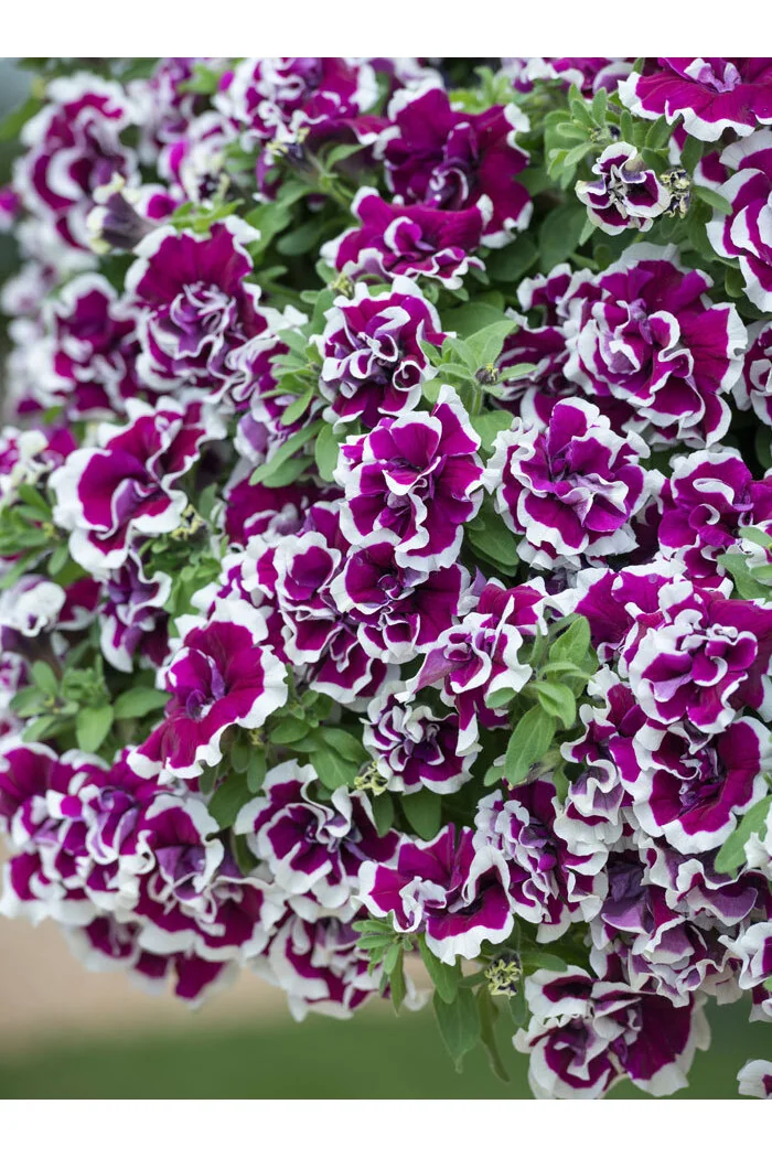 Petunia 'Tumbelina Bella' | Petunia x hybrida