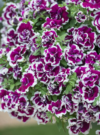 Petunia 'Tumbelina Bella' | Petunia x hybrida