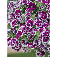 Petunia 'Tumbelina Bella' | Petunia x hybrida