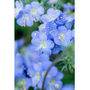 Wielosił 'Hurricane Ridge' | Polemonium hybrida