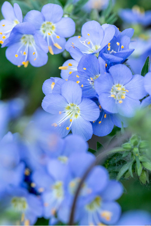 Wielosił 'Hurricane Ridge' | Polemonium hybrida