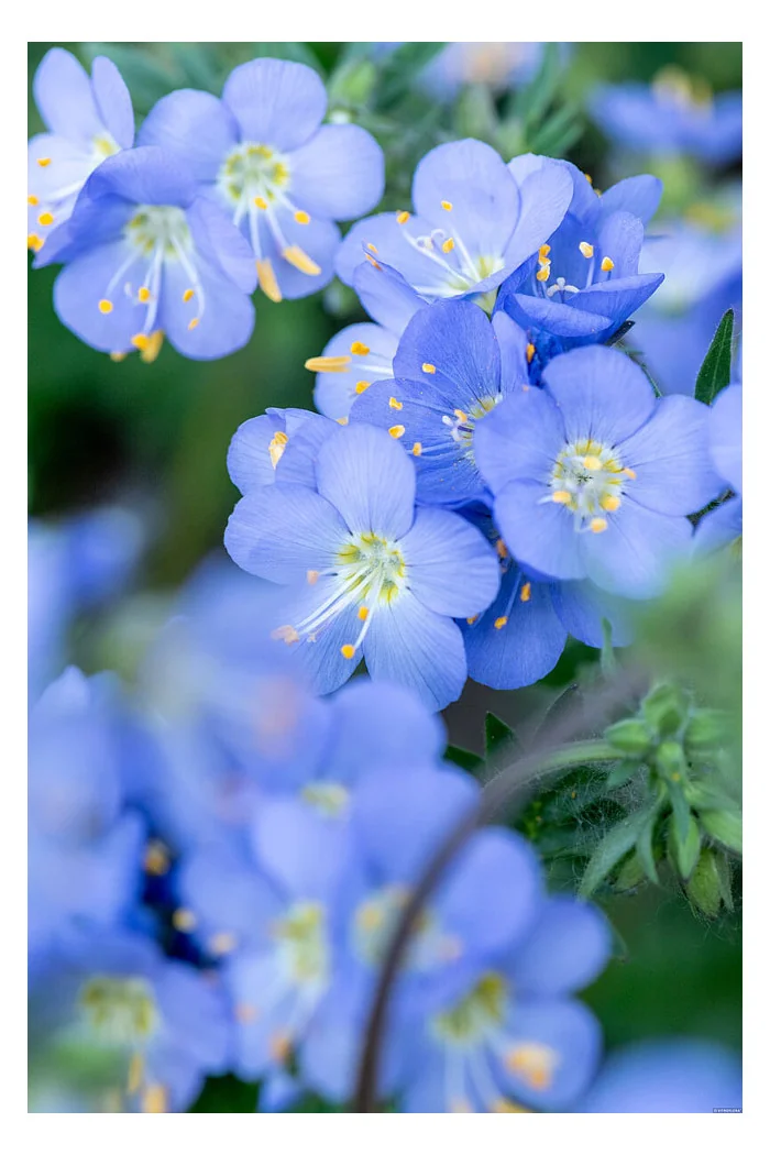 Wielosił 'Hurricane Ridge' | Polemonium hybrida