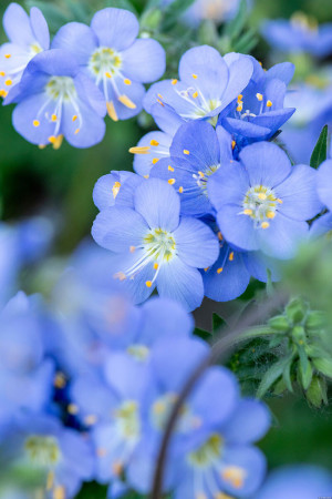 Wielosił 'Hurricane Ridge' | Polemonium hybrida