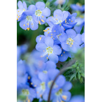 Wielosił 'Hurricane Ridge' | Polemonium hybrida