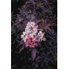 Bez czarny 'Purpurea' Sambucus nigra