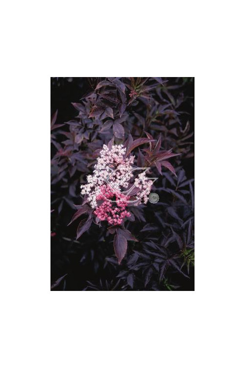Bez czarny 'Purpurea' Sambucus nigra