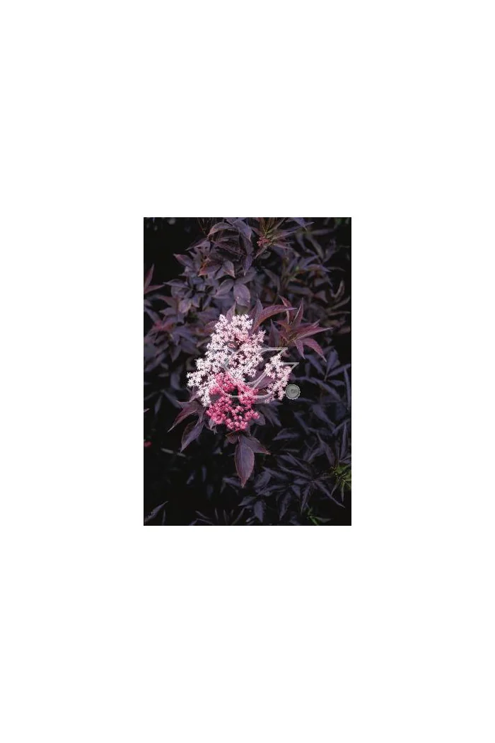 Bez czarny 'Purpurea' Sambucus nigra