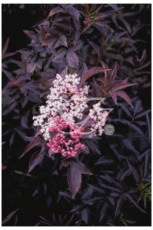 Bez czarny 'Purpurea' Sambucus nigra