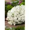 Floks szydlasty 'White Delight' | Phlox subulata