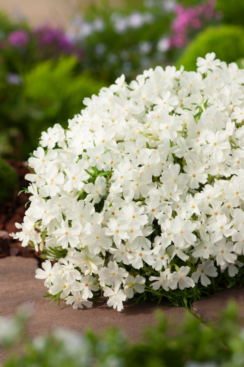 Floks szydlasty 'White Delight' | Phlox subulata